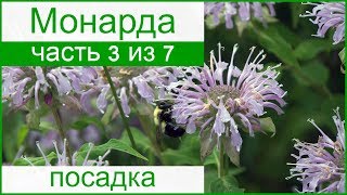 🌸 Посадка монарды в открытый грунт: как и когда сажать монарду в саду