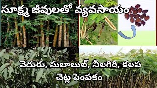 సూక్ష్మ జీవులతో వ్యవసాయం వెదురు ,సుబాబుల్ ,నీలగిరి ,కలప చెట్ల పెంపకం ||#organicchillitarding