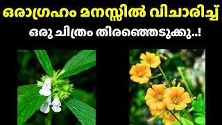 💫💫ഒരാഗ്രഹം വിചാരിച്ച് മനസ്സ് പറയുന്ന ഒരു ചിത്രം തിരഞ്ഞെടുക്കു..