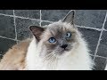 Morning Ragdoll Cat Meows