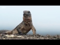 Planet Earth II - Iguana chased to William Tell overture