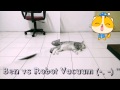 Ben the cat: Ben vs Robot Vacuum