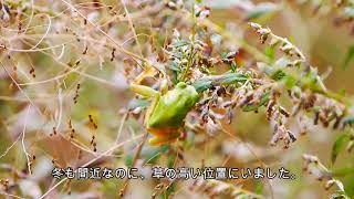 晩秋、草むらで見つけたニホンアマガエル Dryophytes japonica