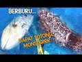 SPEARFISHING | BERBURU IKAN | DAPAT SOTONG MONSTERRR😱😱 | SPEARFIAHING INDONESIA