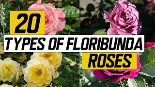 20 Types of Floribunda Rose - The Planet of Greens