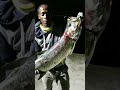 Biggest Tarpon ever caught on hand line jamaica 🇯🇲