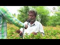 కనకాంబరం పూల సాగుతో లాభాలు భళా ideal farmer in crossandra flower cultivation karshaka mitra