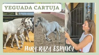 CARTUJA STUD. PURE BREED SPANISH HORSES CARTUJANA lineage in JEREZ🐴 CARTUJA HIERRO DEL BOCADO