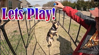 Portable Dog Pen - Work Light and More On This Edition Of Fridays Finds | FXW Dog Playpen