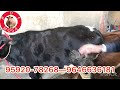 ਮੁੱਲ 10 ਹਜ਼ਾਰ ਘਰ ਦੀਆਂ 3 ਵੱਛੀਆਂ 1 ਜਰਸੀ ਗਾ ਸੇਲ 4 cow for sale 28 2 2024