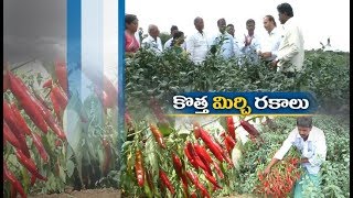 Jaikisan AP | 11th Mar'20 | దశాబ్దాలుగా రైతుల మన్ననలు పొందుతున్ గుంటూరు ఉద్యాన పరిశోధనా స్థానం