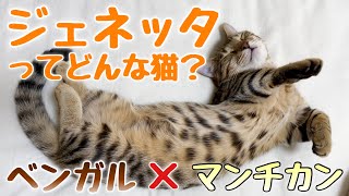 ジェネッタってどんな猫？ジェネッタの歴史・性格・特長！