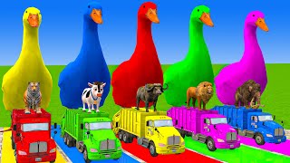 5 Giant Duck Cartoon,Cow,Elephant,Tiger,Lion,Dinosaur,Paint Wild Animals Crossing Fountain Animation