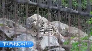 ユキヒョウ赤ちゃん　フク「ミミは作戦上手」2018.4月 Snow Leopard Cub