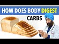 How Body Digests Carbs | Digestion of Carbohydrates | Dr.Education