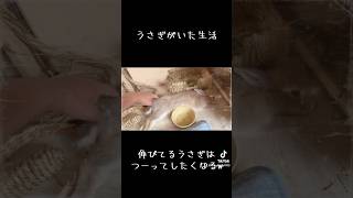 可愛くてついちょっかい出してしまってた日々【うさぎがいた生活】 #うさぎ #rabbit #luckyrabbit