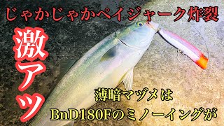 【ロックショア】薄暗マヅメBnD180Fでじゃかじゃかペイジャーク使ってみた