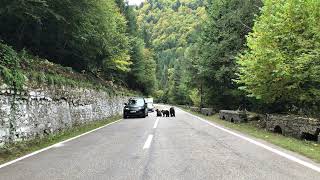 Romania / Transfagarasan / Bears