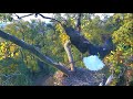 AEF DC EAGLE CAM:  01-04 NOV 2017 - Hard at Work