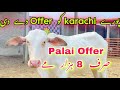 Palai Offer 🔥 Cheapest Palai Offer For Goats And Cattle | Nazimabad Ka Shoqeen | bakra Eid 2024