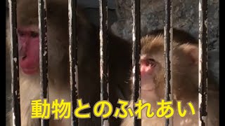 動物と触れ合ってきました