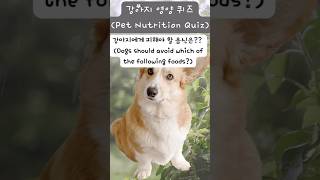 강아지에 대한 상식 퀴즈! 얼마나 잘 알고 있나요?(Dog Trivia Quiz! How Well Do You Know Your Pup?)#강아지퀴즈 #반려견상식 #DogQuiz