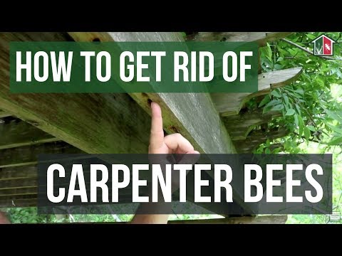 How to Get Rid of Carpenter Bees (3 Easy Steps) How to Get Rid of Carpenter Bees (3 Easy Steps)