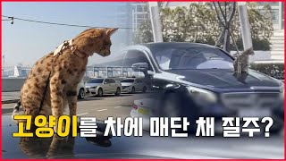 고양이 차량 위에 올린 채 도로질주