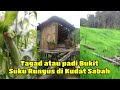 Tagad/ padi huma orang Rungus di Kudat Sabah