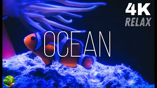 2 Hours of Beautiful Coral Reef Fish, Relaxing Ocean Fish, & Stunning Aquarium Relax Music Relax 4K