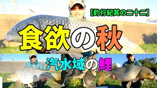 鯉も人も・食欲の秋　【釣行紀其の二十二】