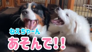 【多頭飼いの日常】今朝も仲良く遊ぶ超大型犬【Bernese Mountain Dog】【Great Pyrenees】