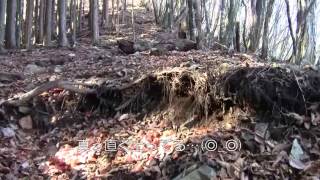 奥多摩三大急登・No １の稲村岩尾根で鷹ノ巣山へ３／５＠東京都奥多摩町