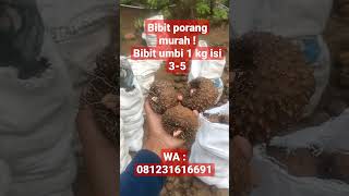 Murah ! Bibit umbi porang isi 3-5 biji per kilogram. WA : 081231616691