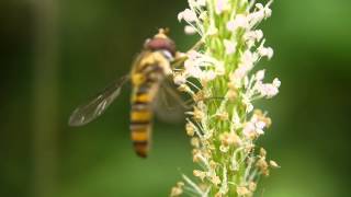 花に来たホソヒラタアブ Episyrphus balteatus