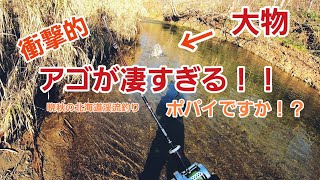 【渓流釣り】【アゴが凄い】魚が掛かった！衝撃映像まるでポパイ！？晩秋の北海道で渓流釣り