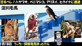 恐るべし！淀川毛馬でベニマシコ、ハヤブサ、ヒクイナ、アカハラ、アリスイ、ヨシガモ、ケリなど野鳥観察、1月18日、うっちー探検発見ほっとけん、Japanese Wild Birds