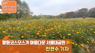 황화코스모스가 아름다운 서울대공원 테마가든 | By 전현수 기자