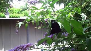 Nature In Canberra - Butterfly On Buddleia Bush Flower In My Garden, 2024.