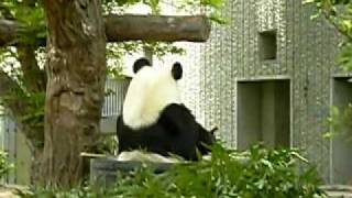 ジャイアントパンダ「旦旦（タンタン）」神戸王子動物園200905