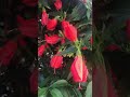 🌺 malvaviscus arboreus flowers turk’s cap bush in greece🇬🇷