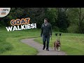 Man takes his pet goat on daily walks around parks 🐐  | LOVE THIS!