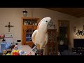 sunday morning cockatoo antics