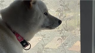 イタズラを注意されてクソデカため息をつく柴犬