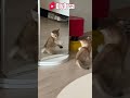 too cute adorable kitten amazed by its reflection in the mirror 😻