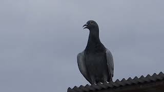 Ｆさん鳩舎　2023年7月9日