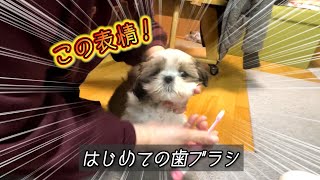 【はじめての歯ブラシ】なんともいえない表情のこの子犬の心境とは？ｗ