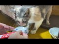 リード付きで捨てられた子猫　足の噛まれ傷は深かった【no4】