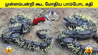 இதெல்லாம் கேமரால பதிவாகாம இருந்திருந்தா  நம்பியிருக்கவே மாட்டீங்க | Amazing animals | Tamil Wonders