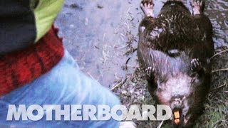 The Beaver Slayers of Patagonia (Trailer)